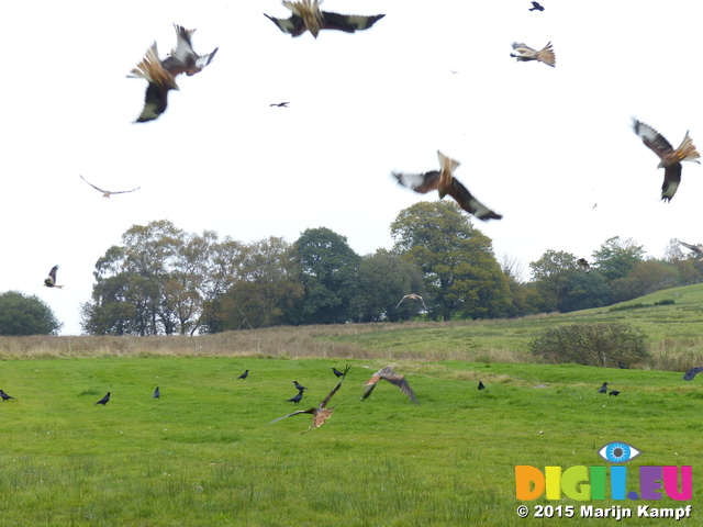 FZ022305 Red kites (Milvus milvus) diving